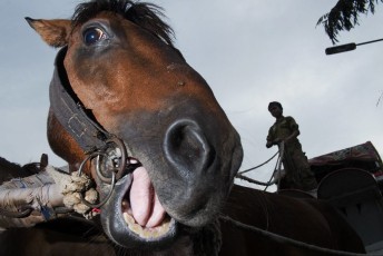 Flash Street Photography Horse